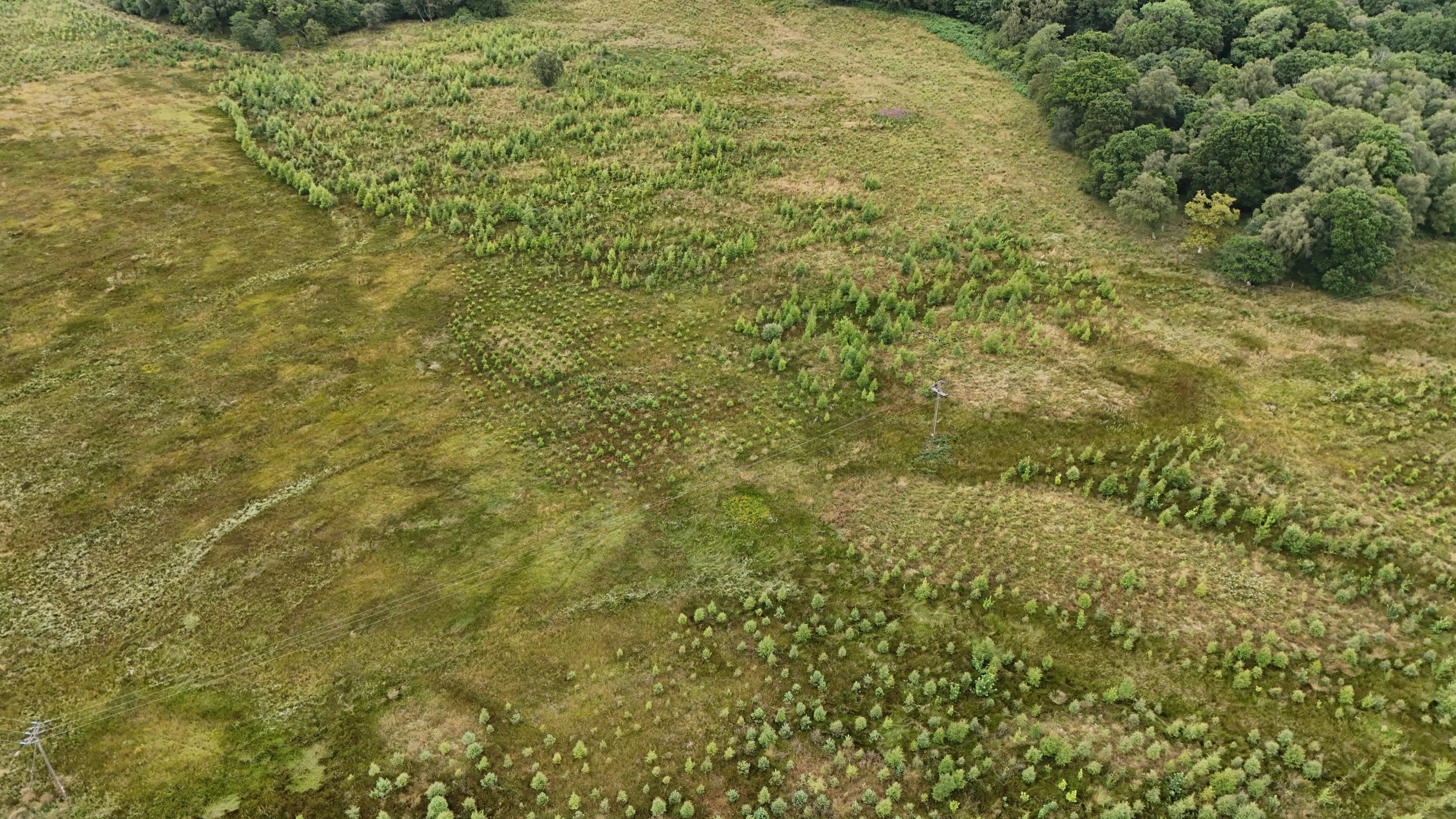 Orman: Revolutionizing Forest Management with Drones and AI